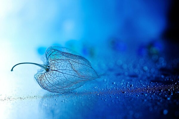 Physalis transparent sur fond bleu