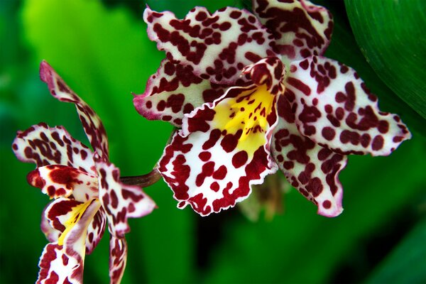 Orquídea manchada exótica en el fondo de las hojas