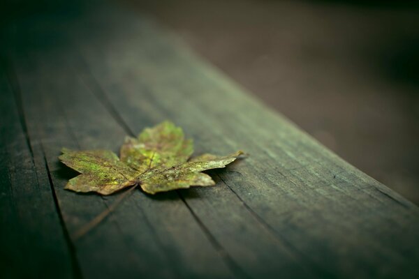 Maple yellow leaf on a wooden board