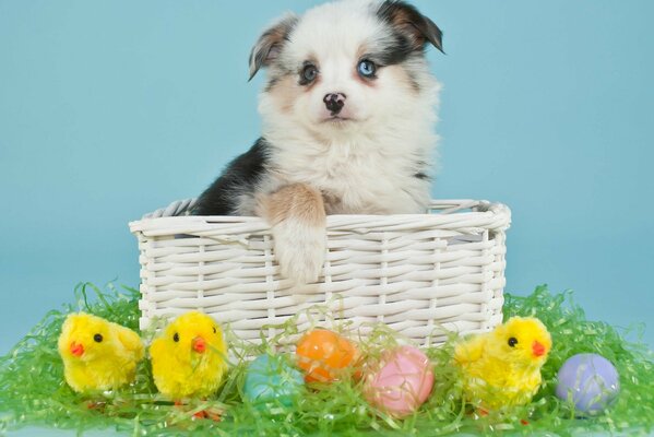 Dog puppy with Easter eggs and clingy