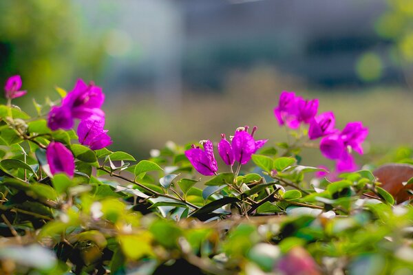 Lindas flores Rosadas. Frescura del bosque. Verde brillante con flores