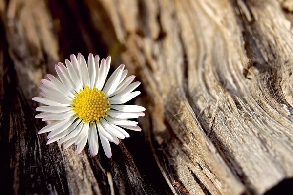 Imagen macro de una flor de manzanilla blanca en el tronco de un árbol seco