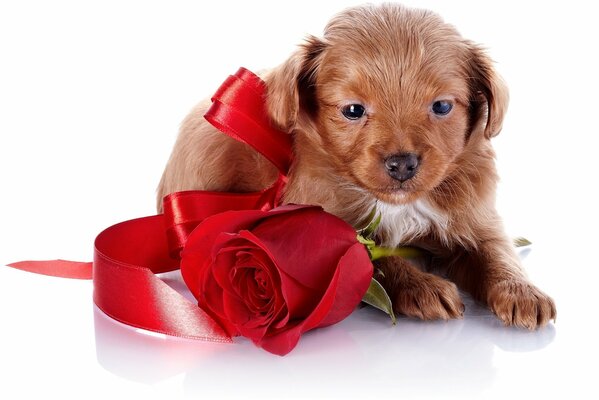 Cucciolo di cane con regalo di rosa