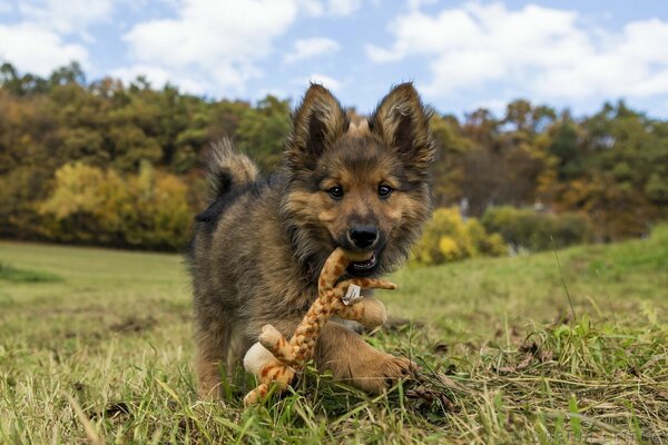 A little puppy with a toy in his teeth