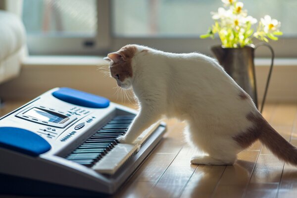 Eine Katze auf dem Boden des Hauses spielt einen Synthesizer