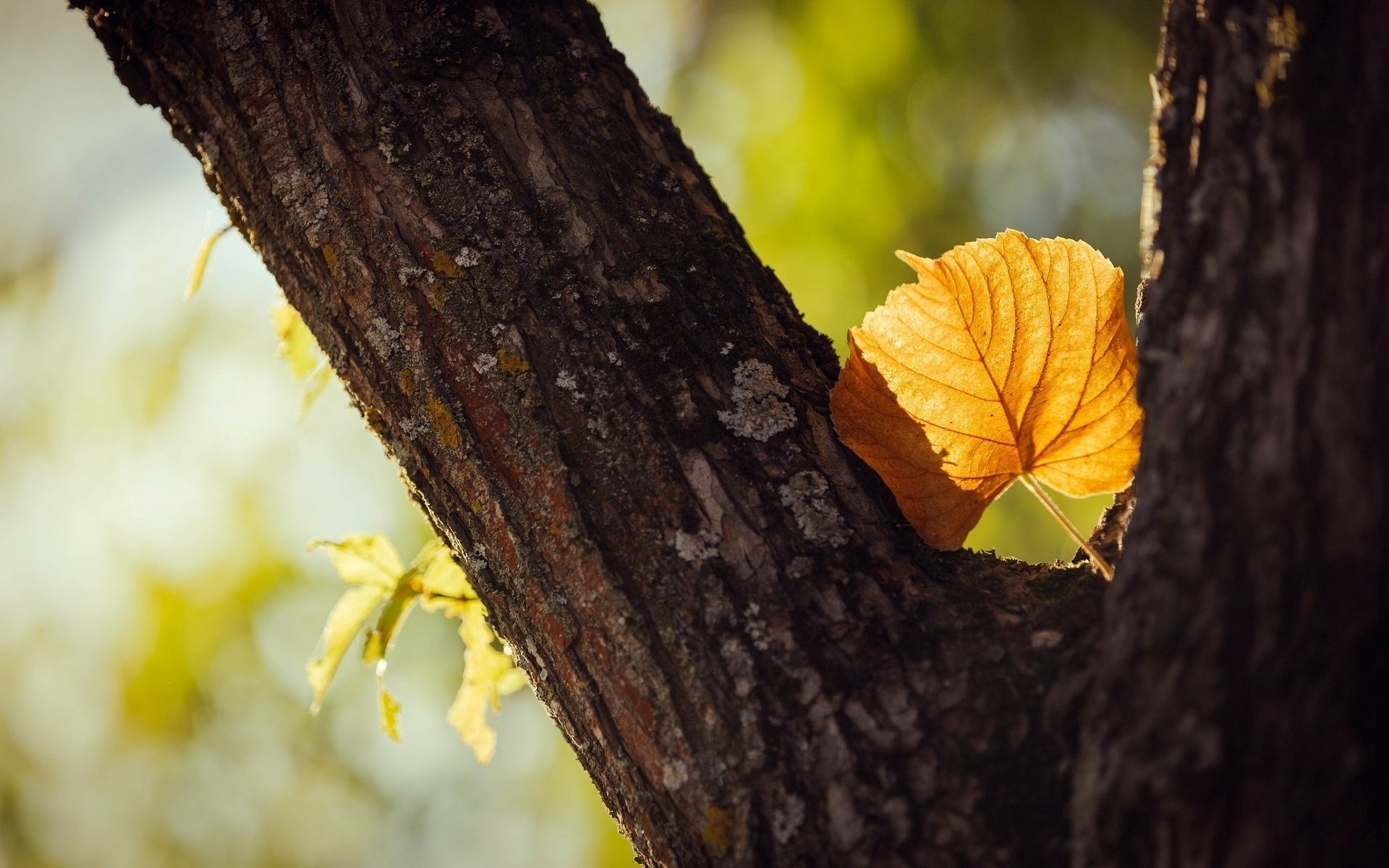 macro tree leaf yellow leaf shape tree