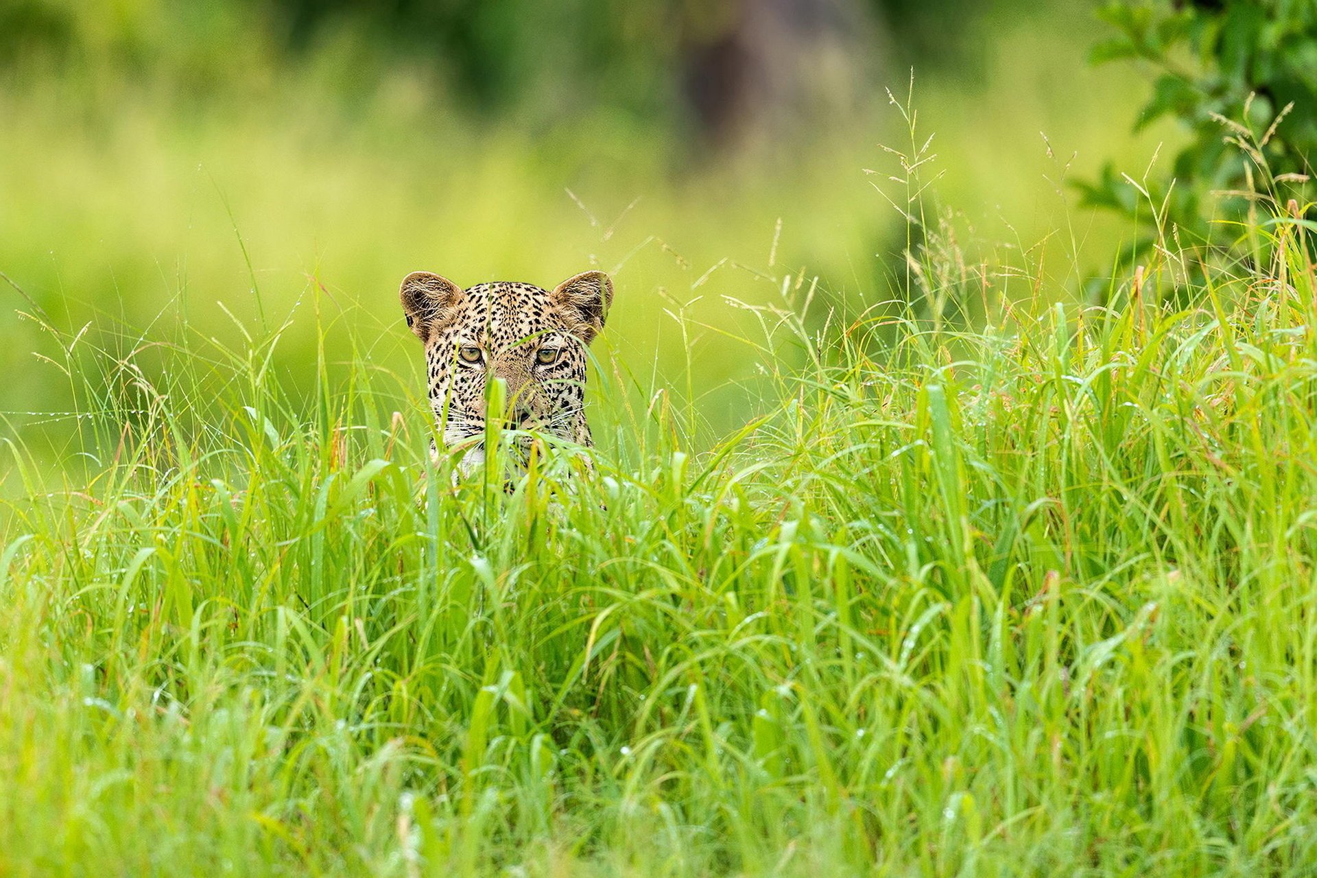 leopardo estación verde hierba áfrica