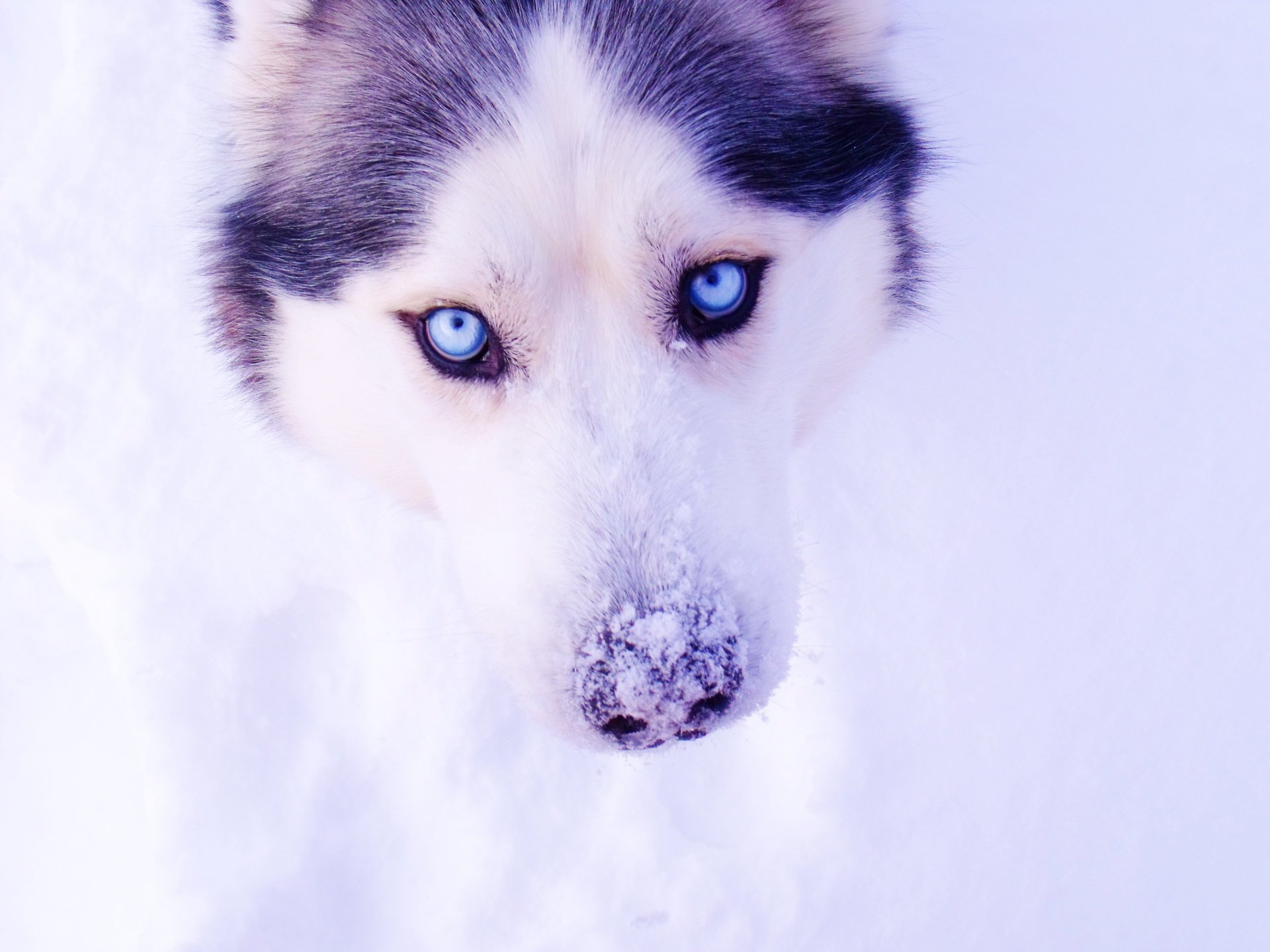 husky śnieg oczy