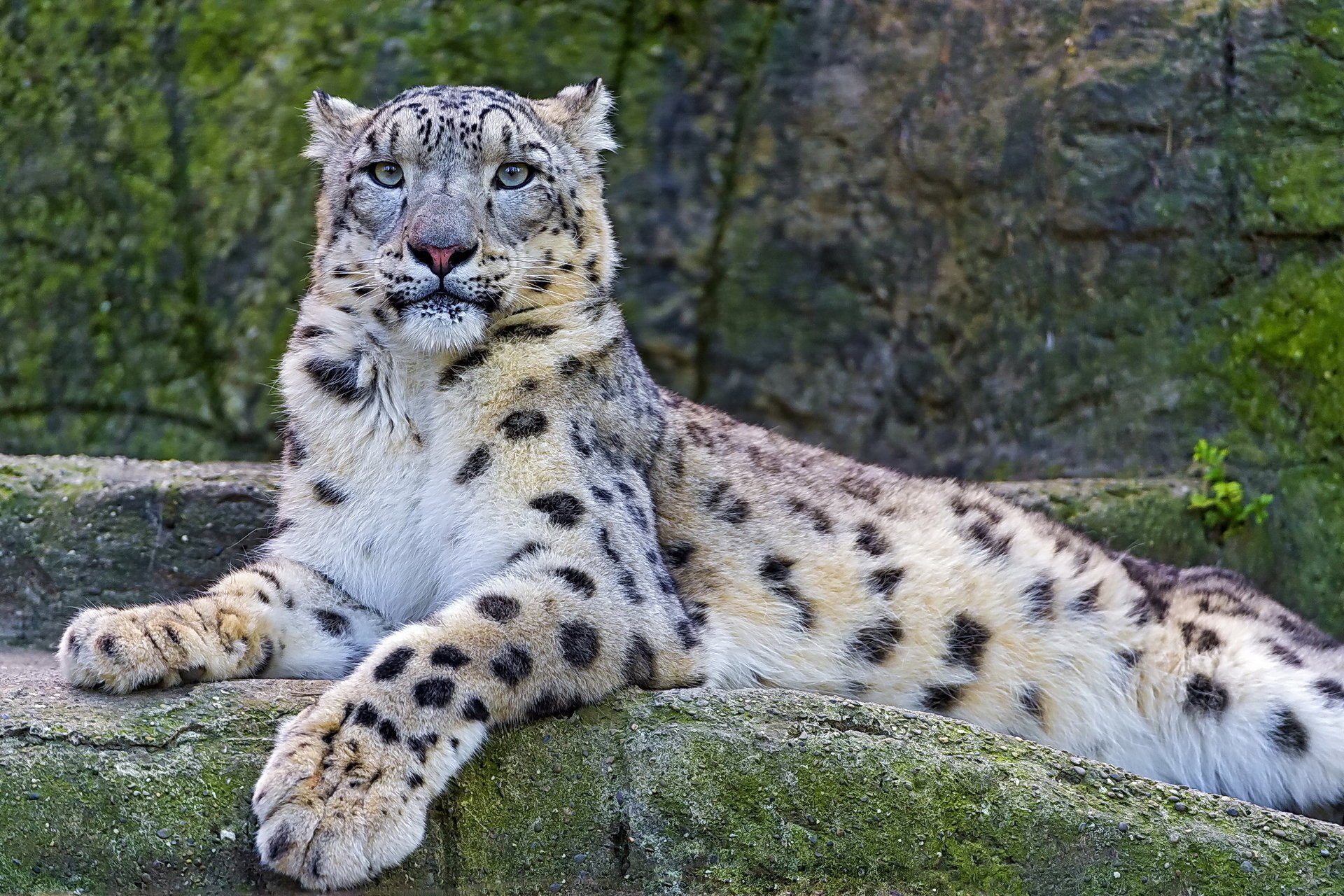 schneeleopard blick irbis snow leopard