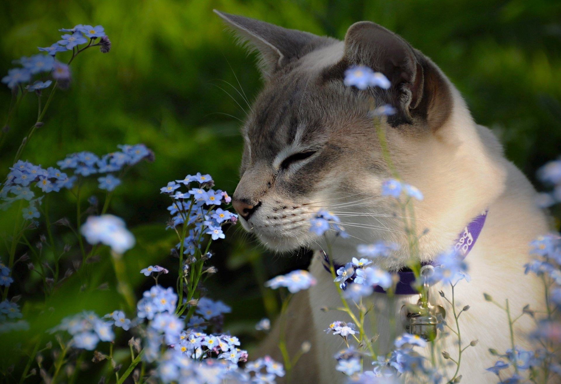 vergissmeinnicht tonkinese tonkinerkatze blumen