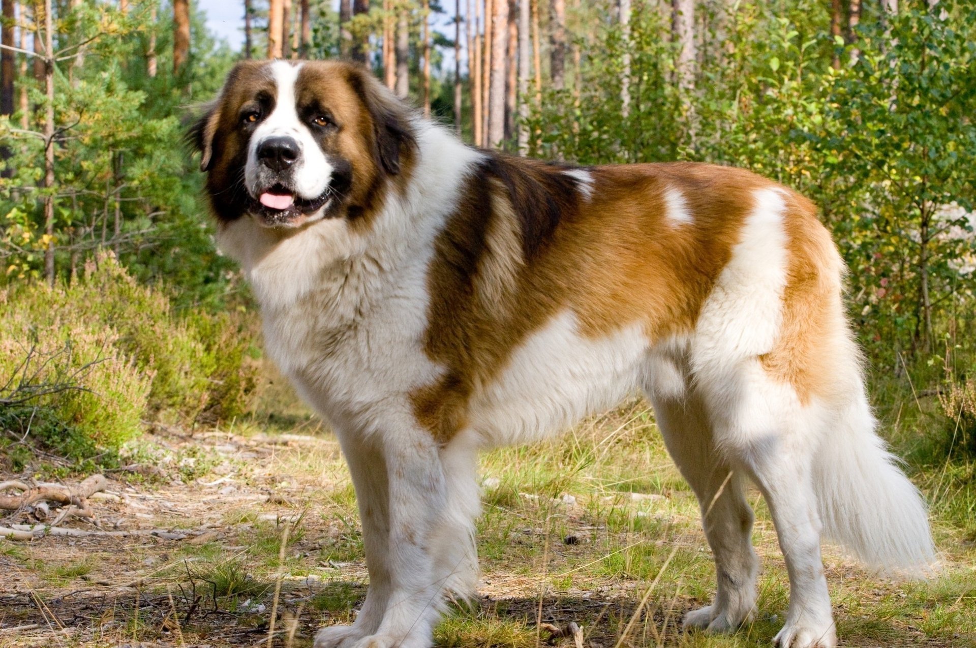 cane mosca guardia foresta