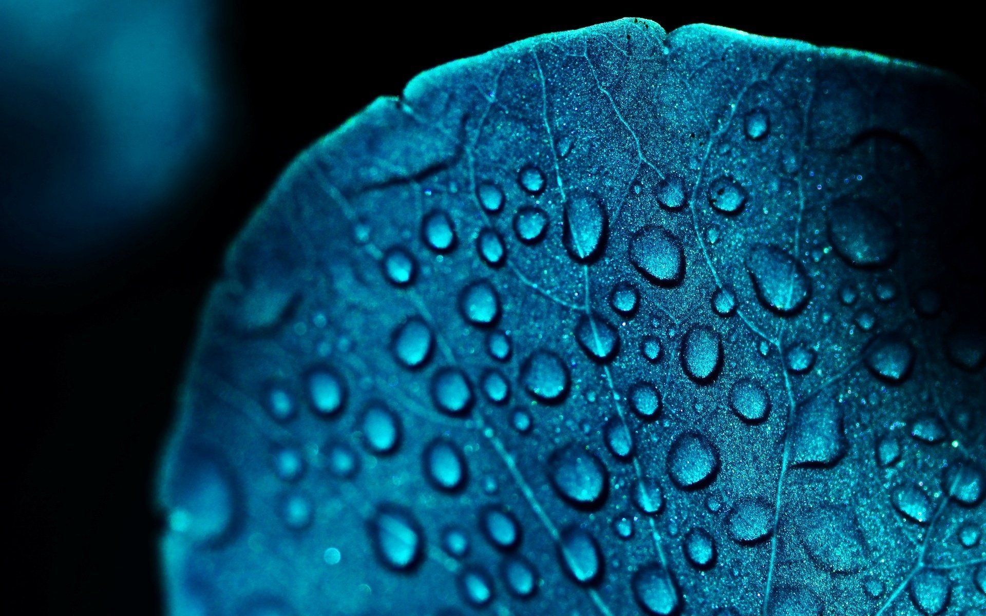 macro blue drop leaves leaf blue leaflet