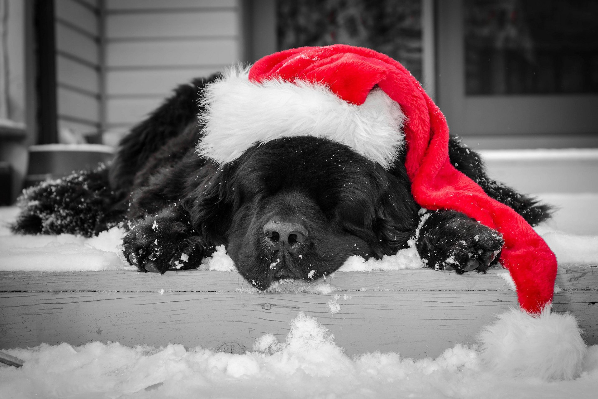 hund weihnachten schwarz farbe schläft rot mütze