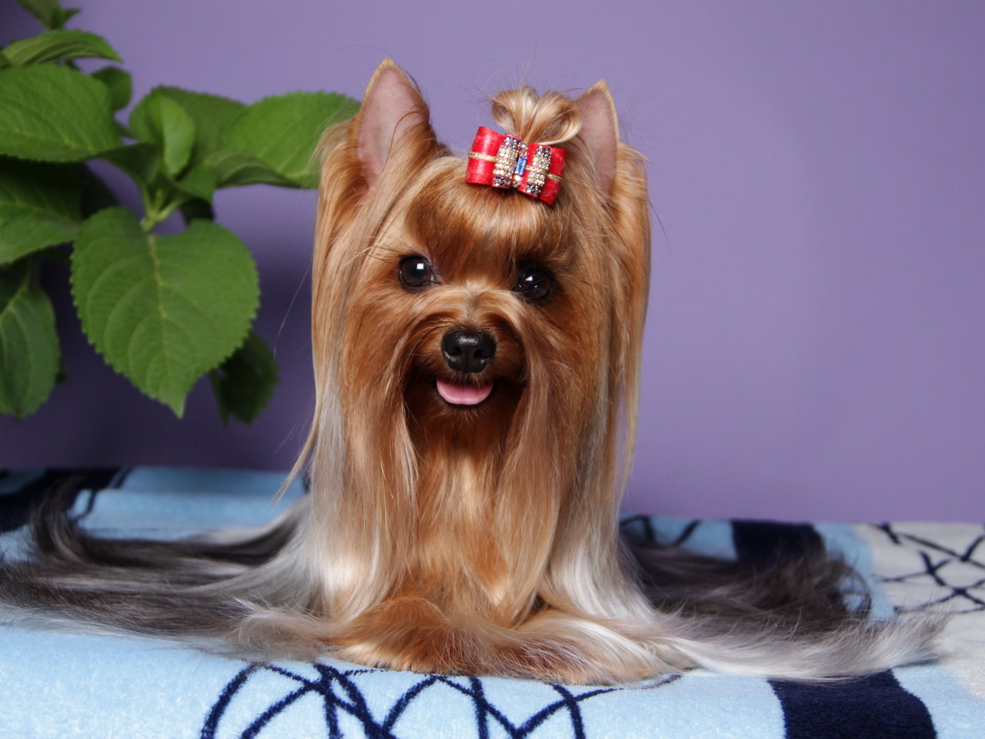 yorkshire terrier dog animals photo look