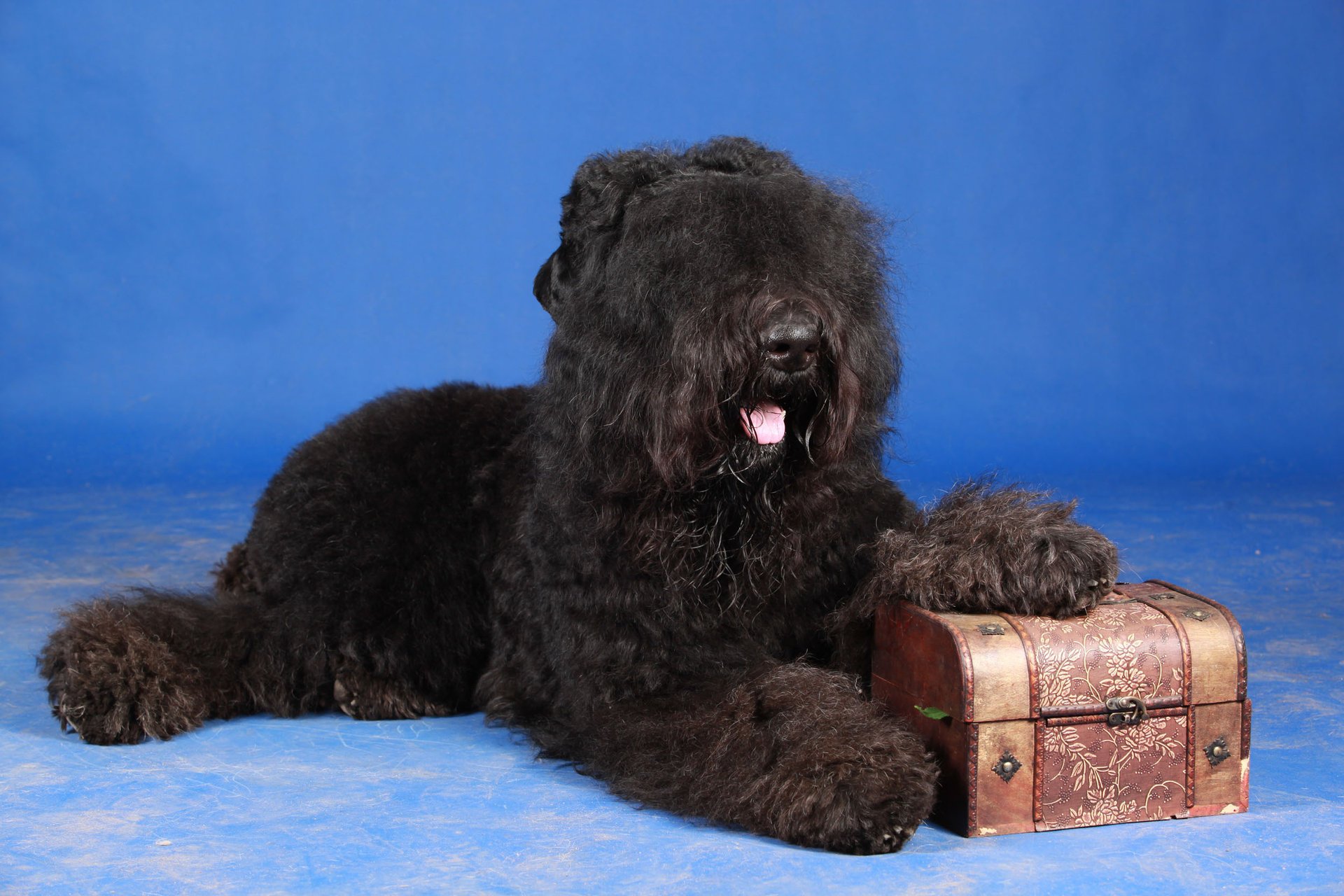 the kremlin s image russian black terrier dog