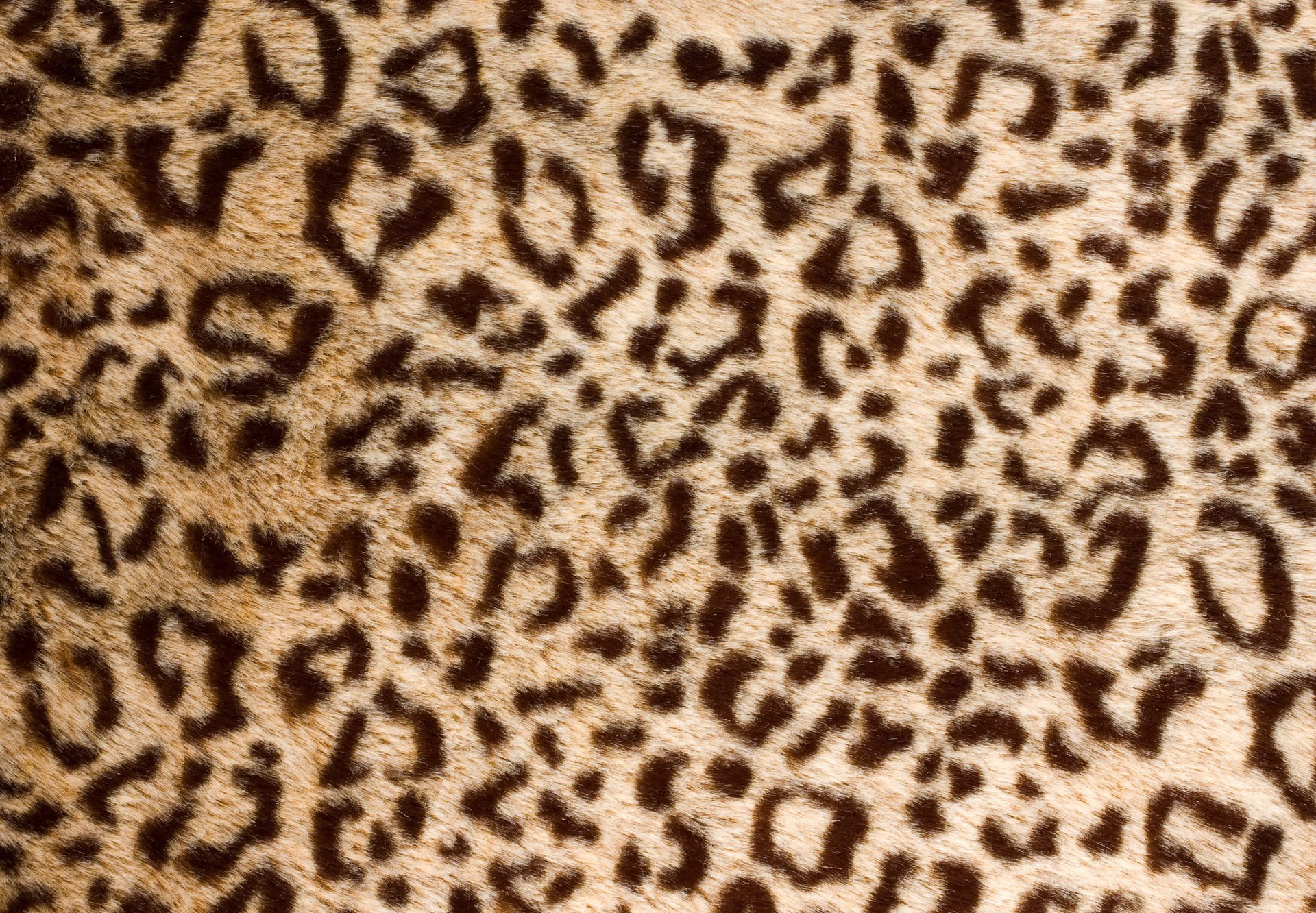 kin fur leopard