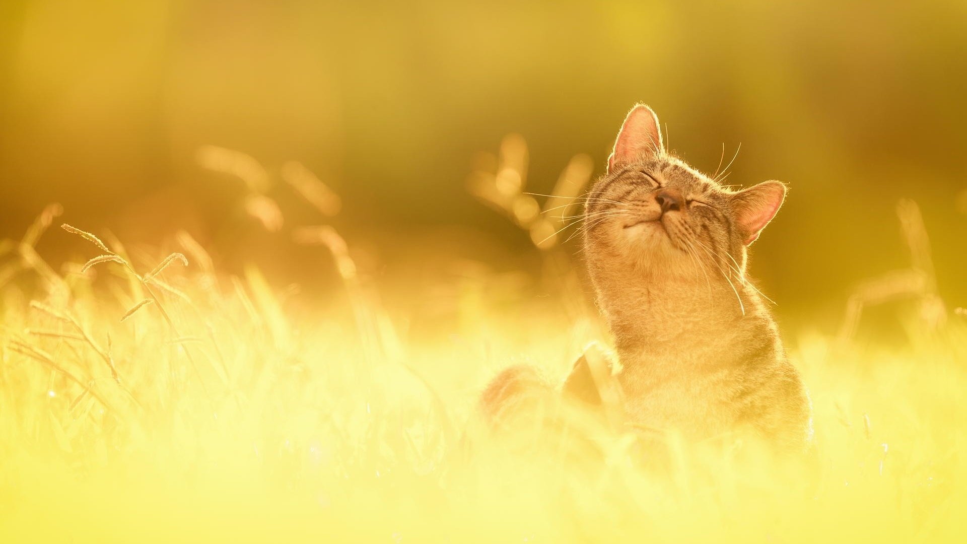 cat grass nature happiness the sun