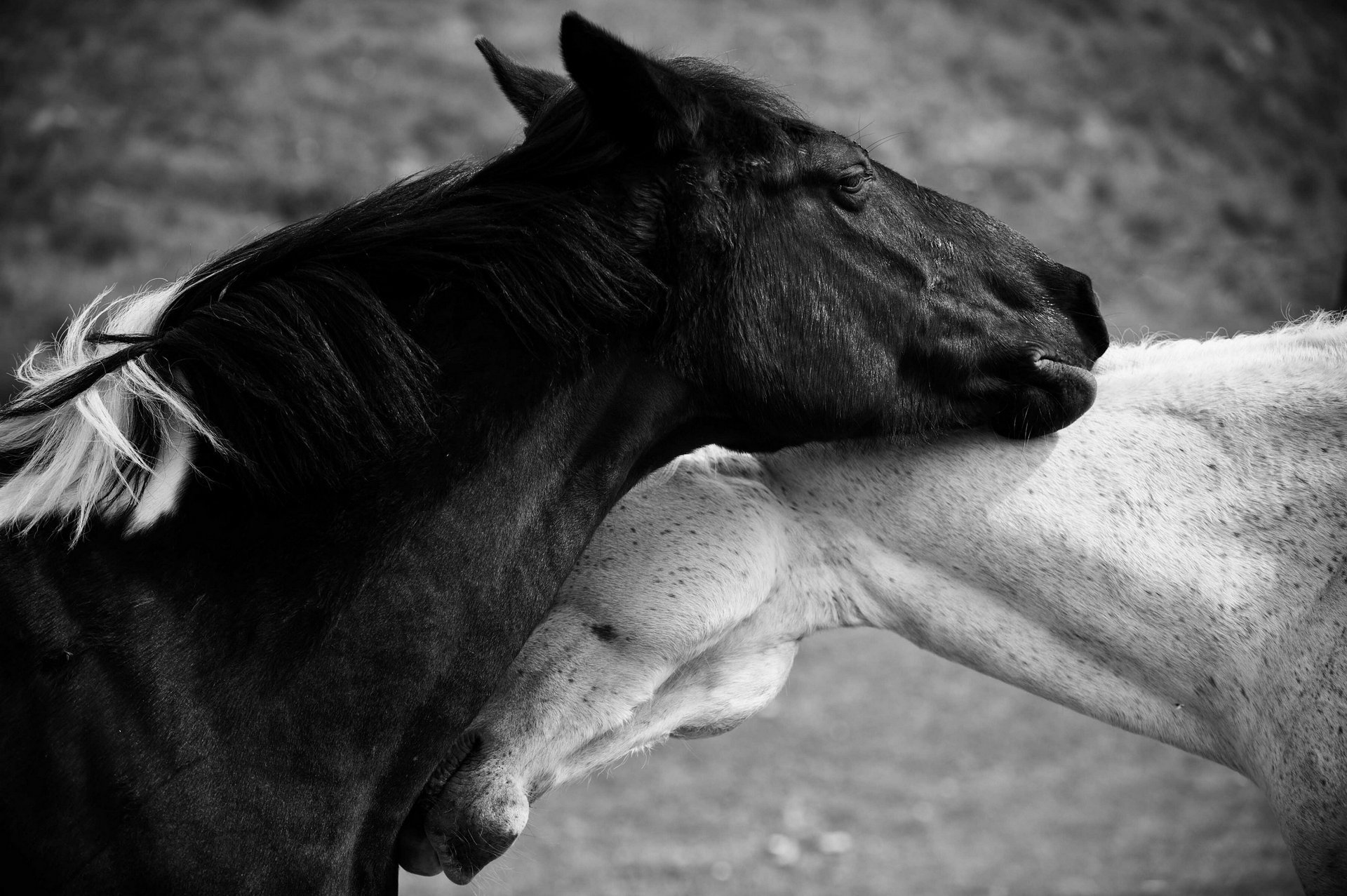 cheval photo noir et blanc cheval amour