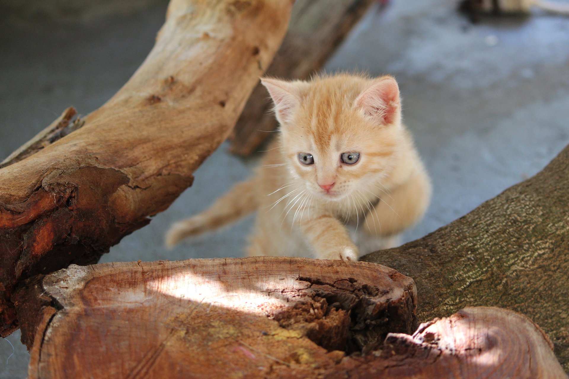 arbre souche aux yeux bleus roux chaton