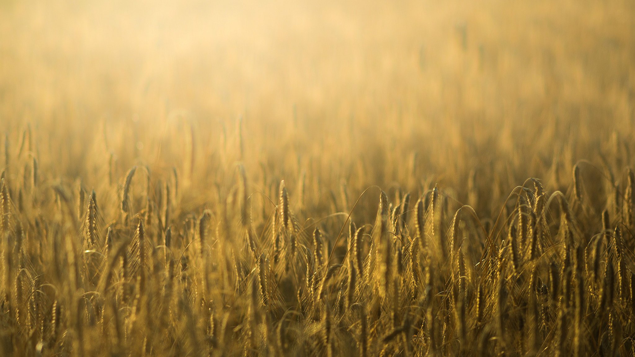 macro segale grano spighette spighette spighetta campo