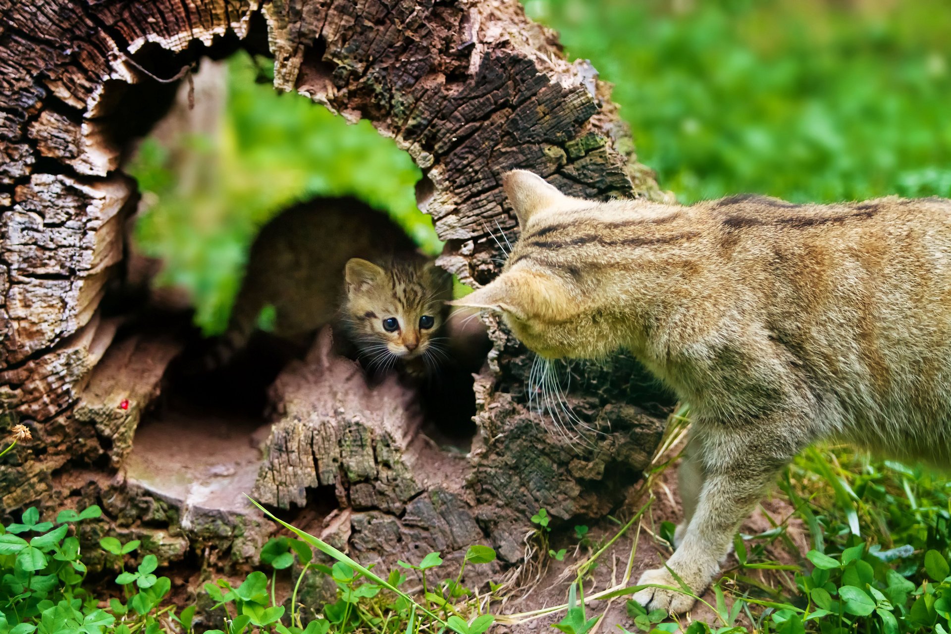 árbol diálogo seco espuma gatito gato