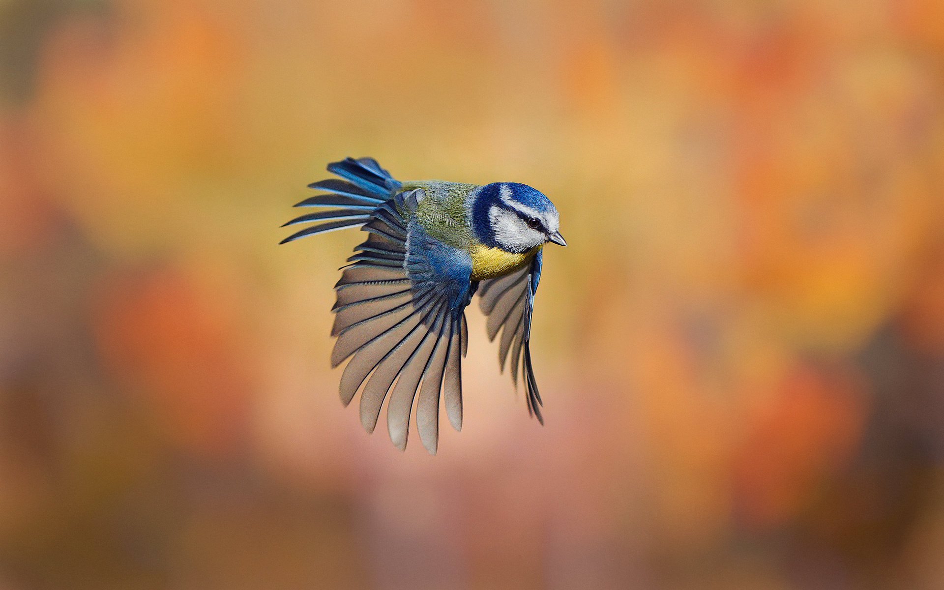 vogel rosengewässer meise hintergrund fliegen