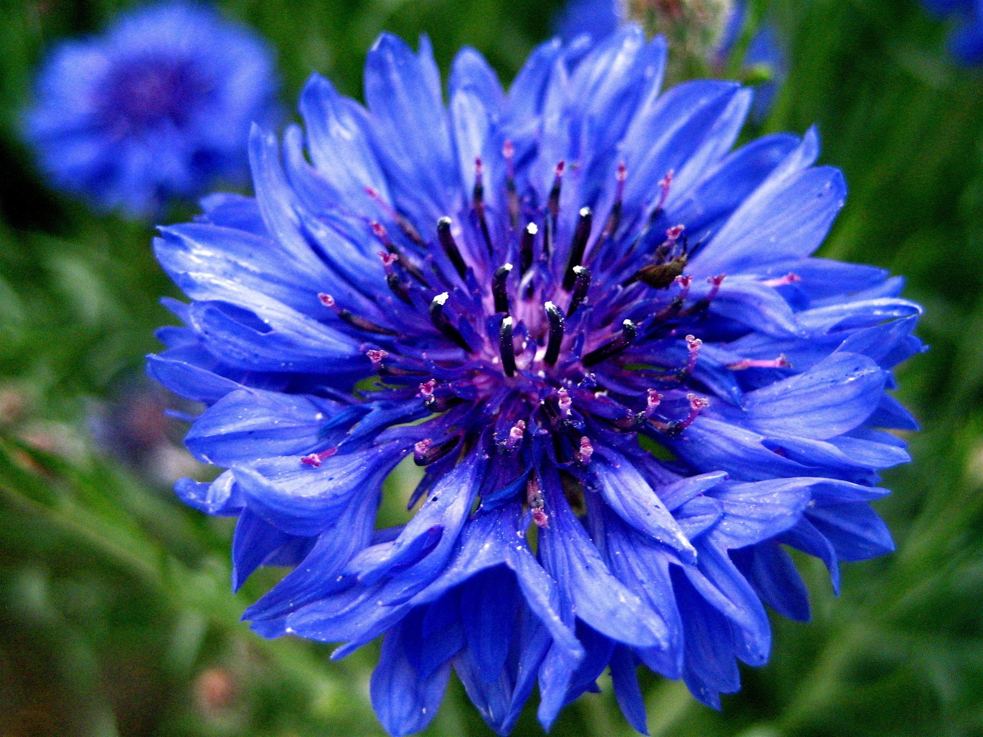 centaurea kornblume kornblume blau kornblume hellblau blume