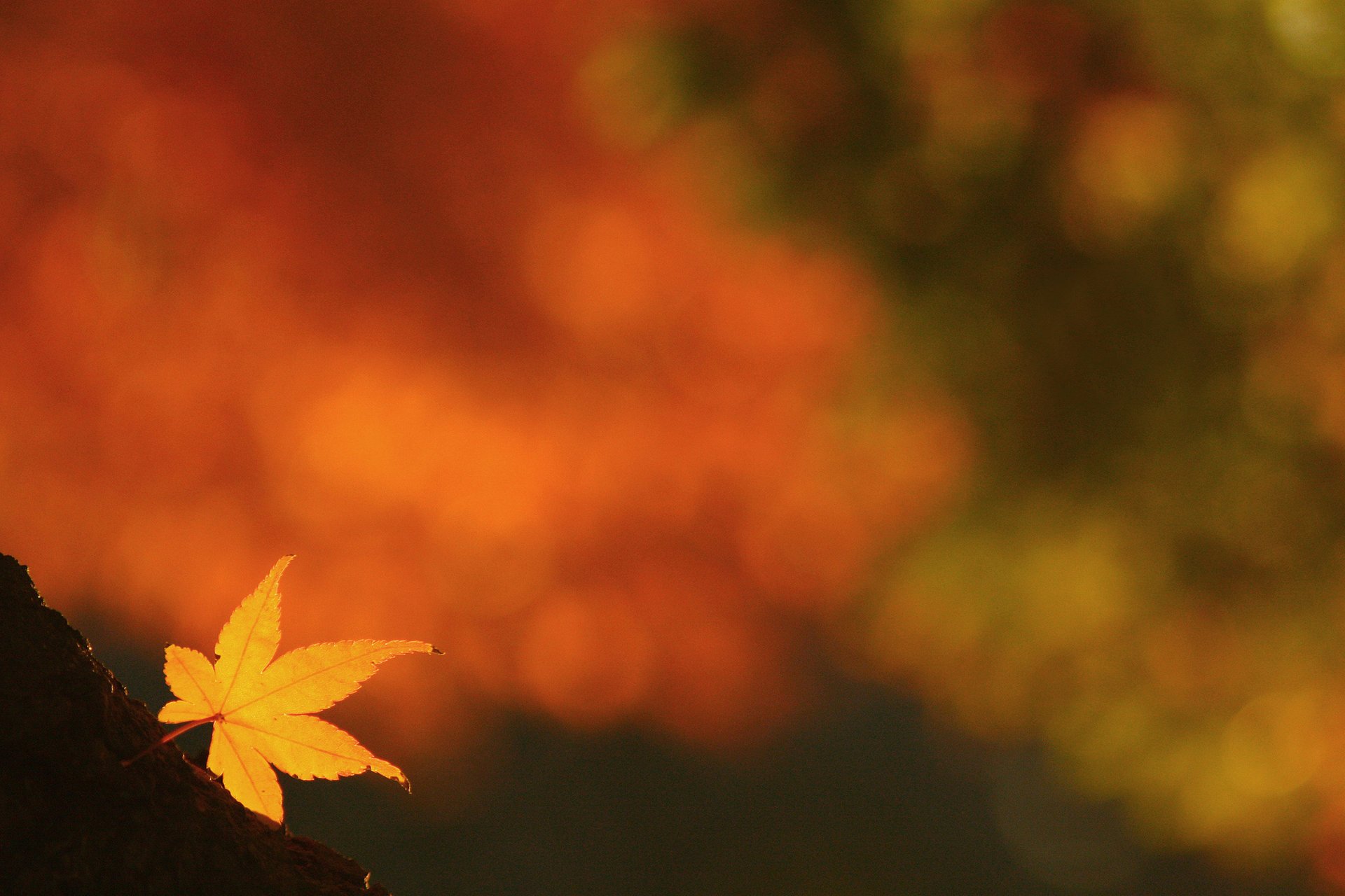 feuille automne jaune éblouissement fond