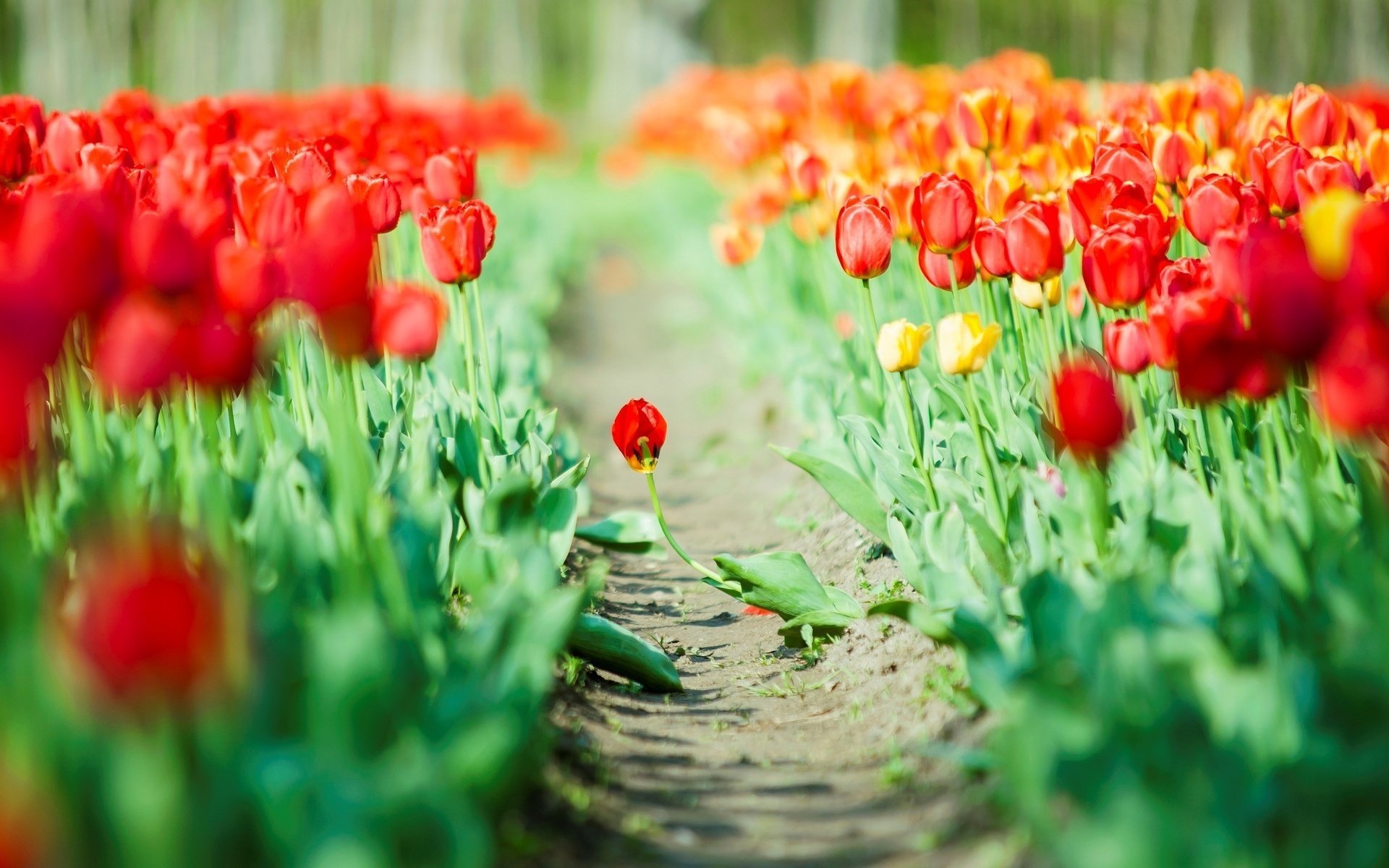 red background tulips leaves green flowers flower