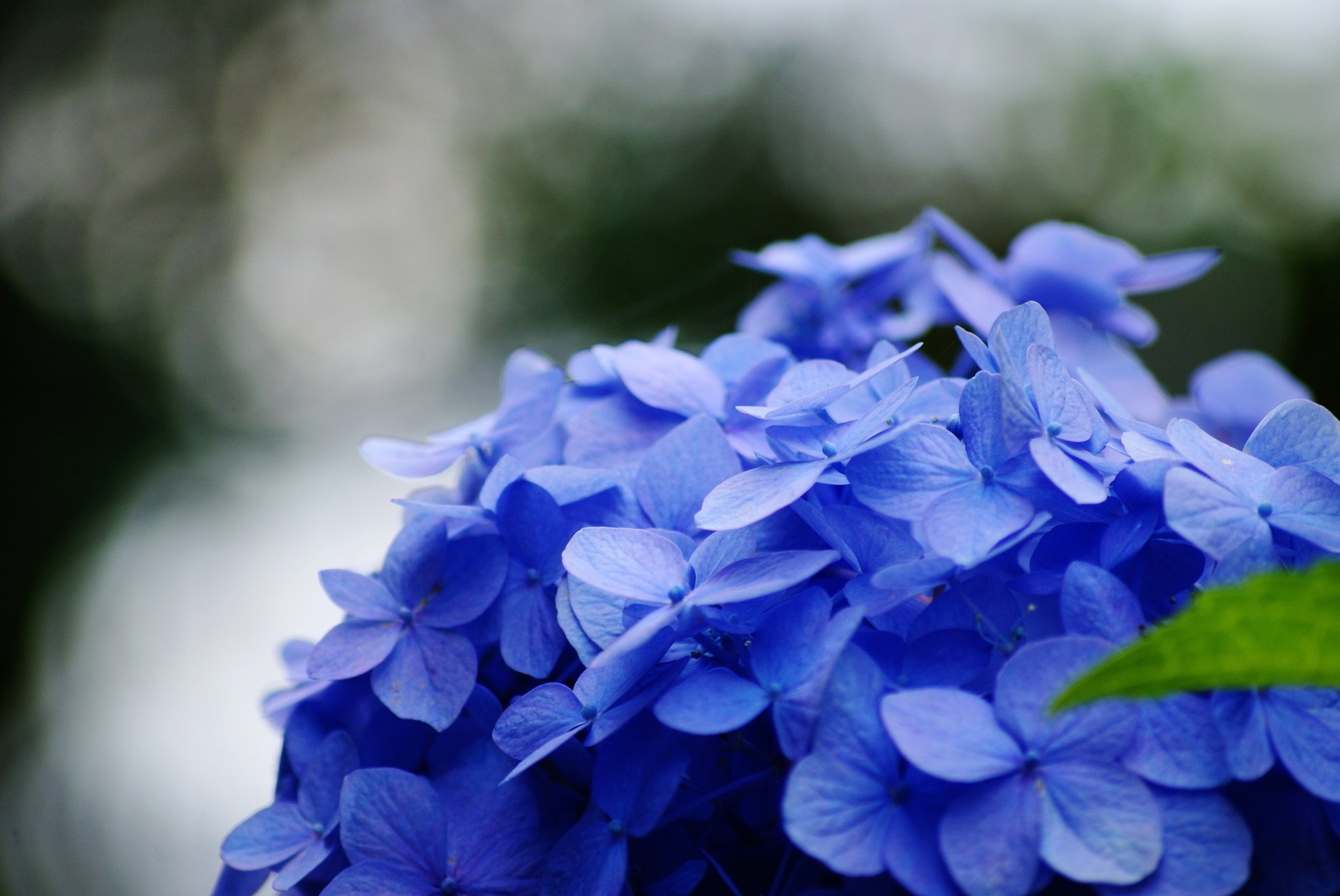 flowers macro leaf green blue blue flower