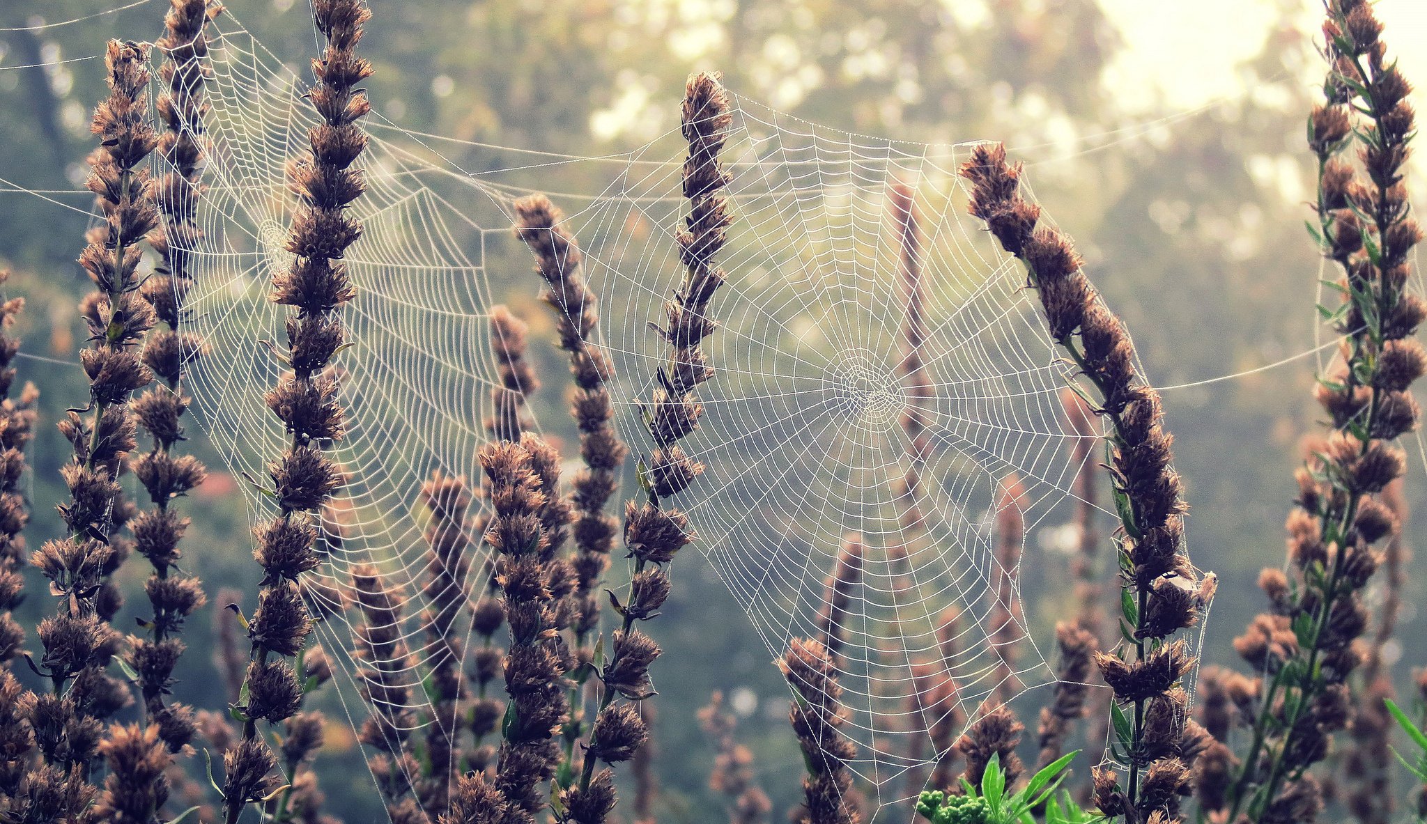 macro flowers wallpaper flowers spider web plant background