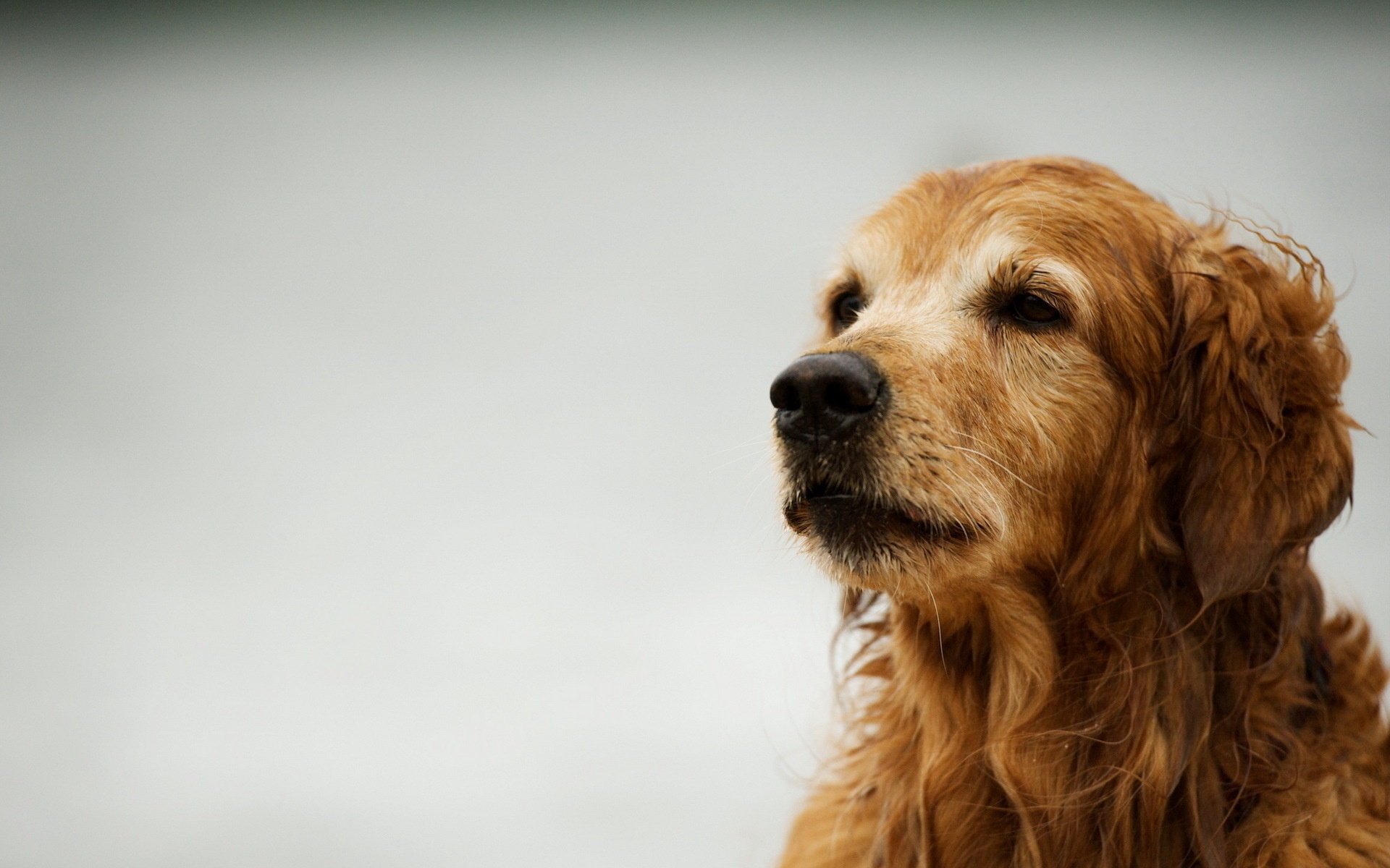 cane retriever sfondo