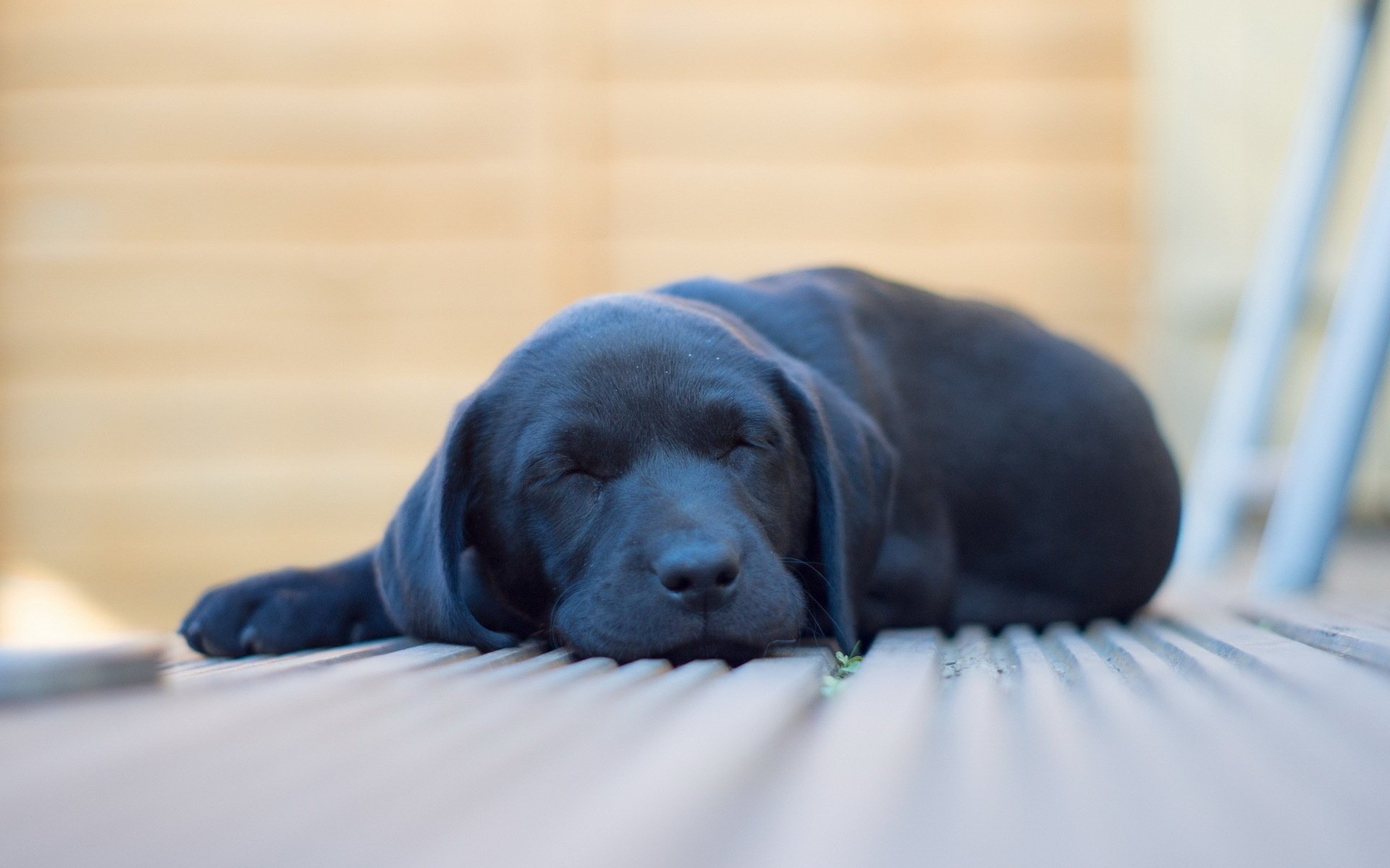 perro comodidad hogar