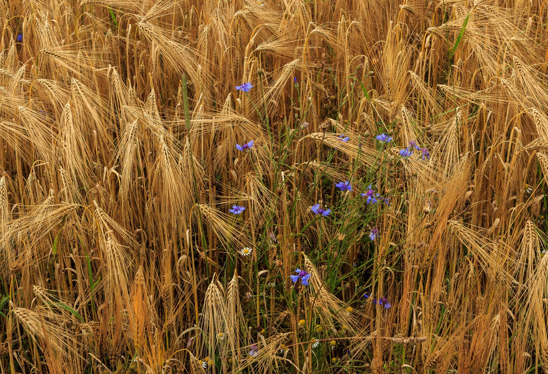 fiori grano spighe margherite fiordalisi