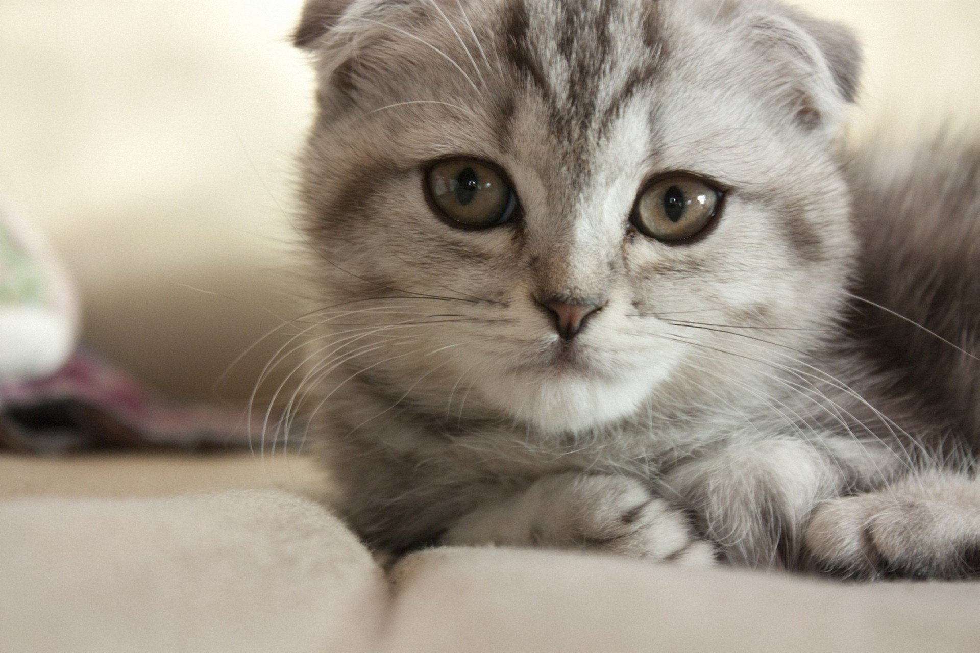 chat gris chat couché museau