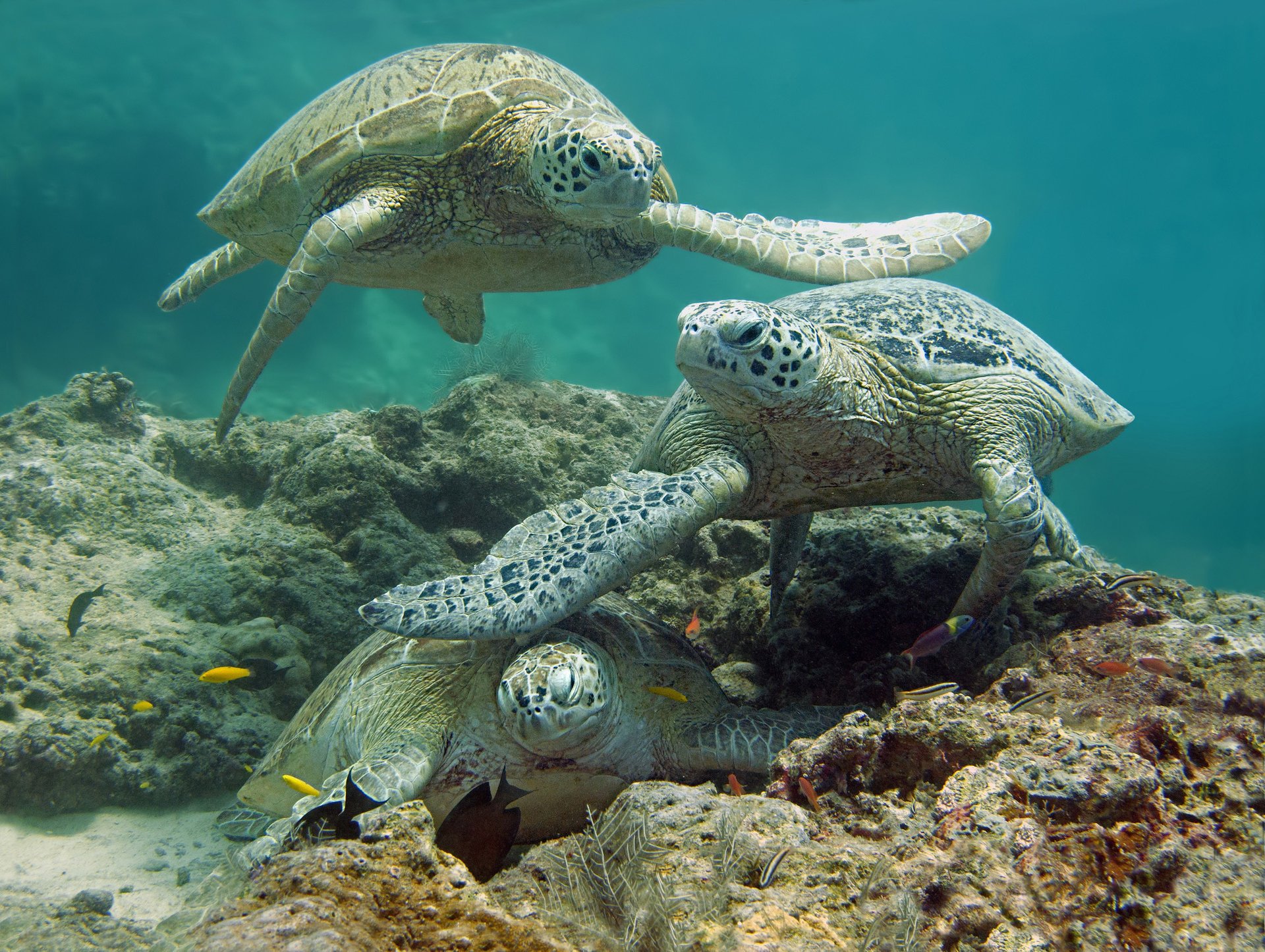 meer schildkröten fische boden