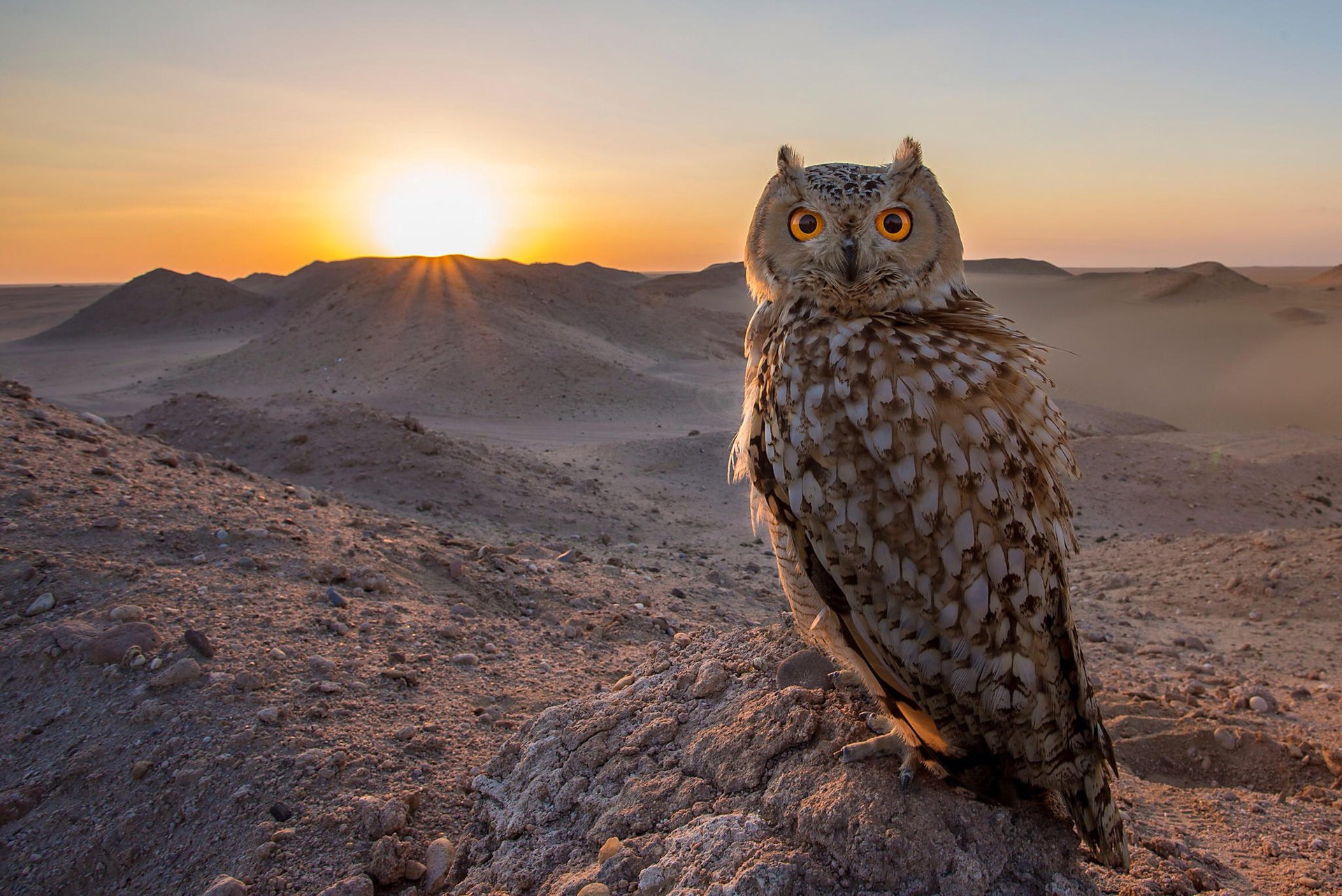 vogel eule sonnenuntergang