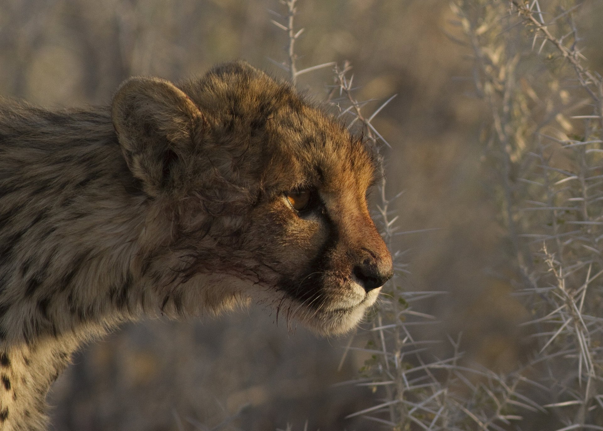 pflanzen dornen gepard raubtier profil