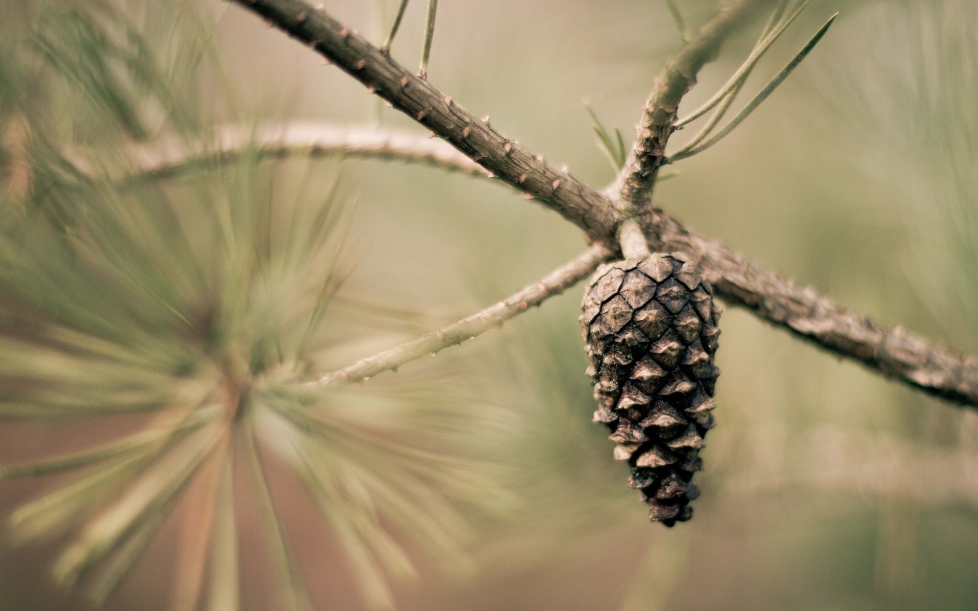 macro blur branch bump leaf wallpaper background