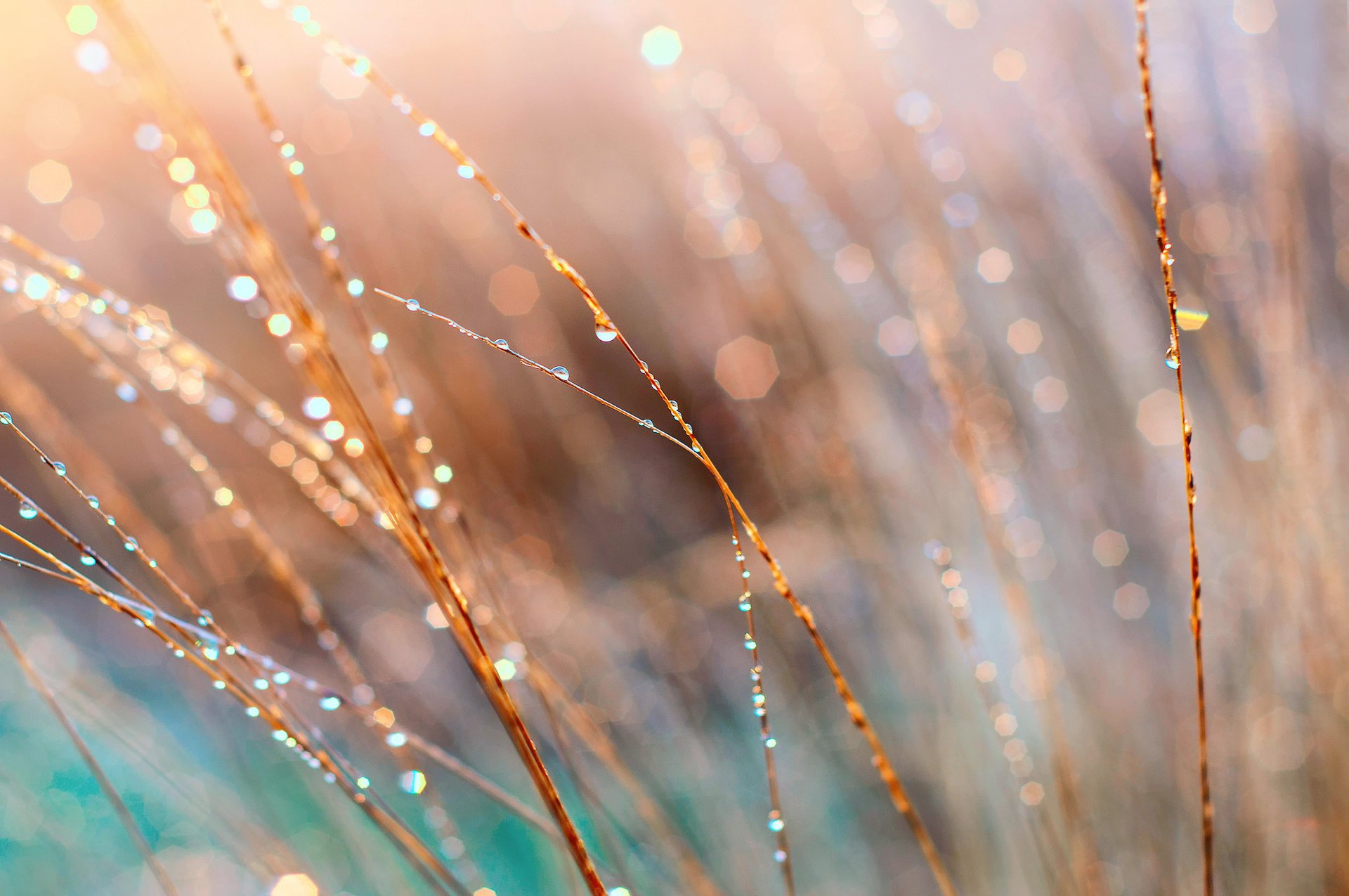 gros plan rosée herbe matin lumière éblouissement