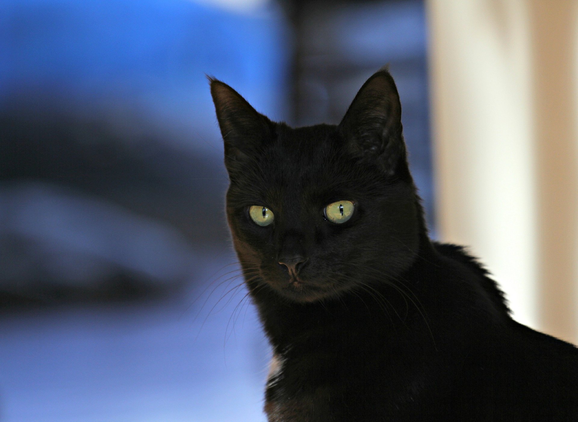 gato mirada negro fondo