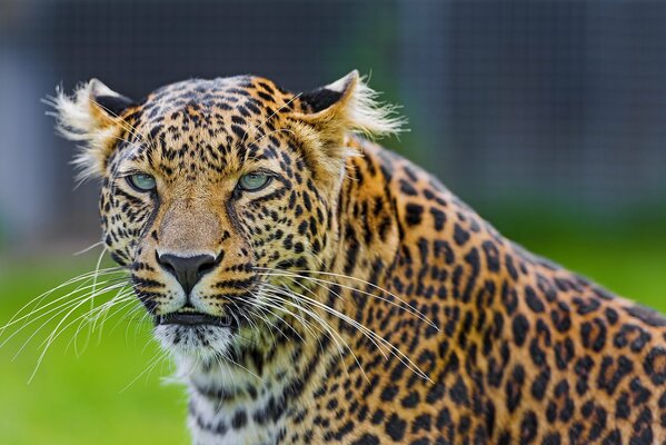 Il muso severo del leopardo guarda in lontananza