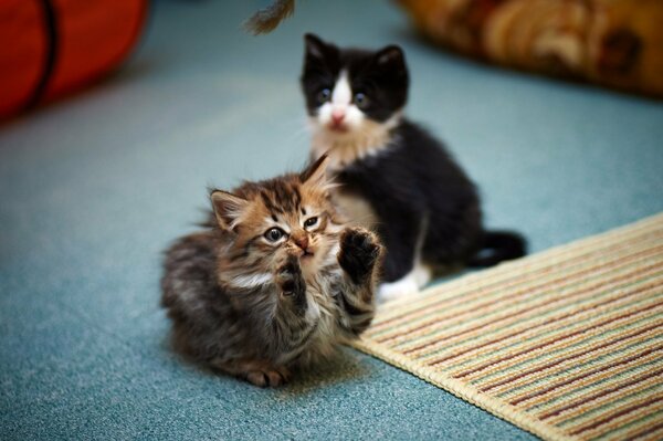 Cuties chatons jouent amusant sur le sol