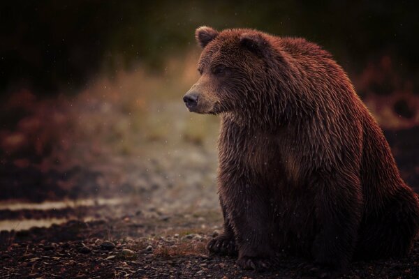 Tranquillement assis ours brun