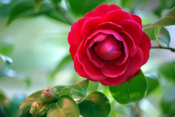 Red camellia bud on a background of green foliage. Red flower. Camellia. Summer wallpaper