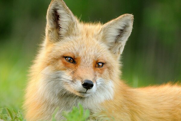 Roter Fuchs im grünen Gras