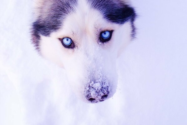 Beautiful blue-eyed husky in the snow