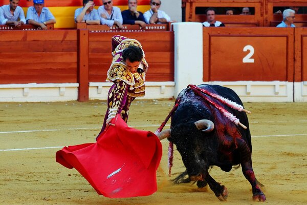 Metadore che conduce trucchi con il toro