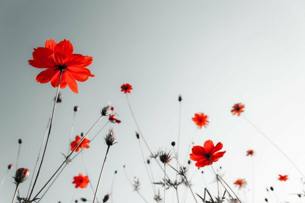 Tapete mit roten Blumen auf Himmelshintergrund