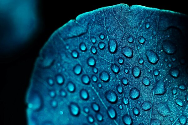 Hoja azul en gotas. Macro